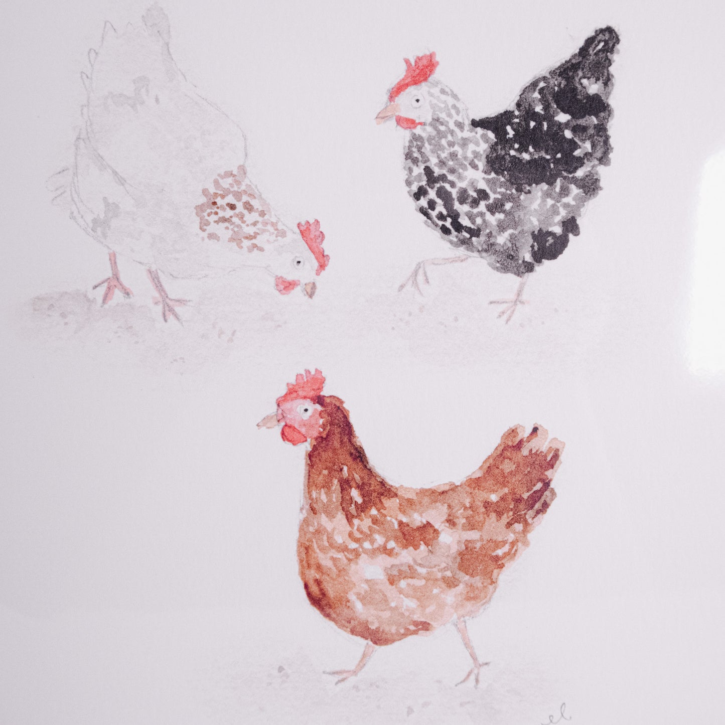 Chickens Wall Art Print